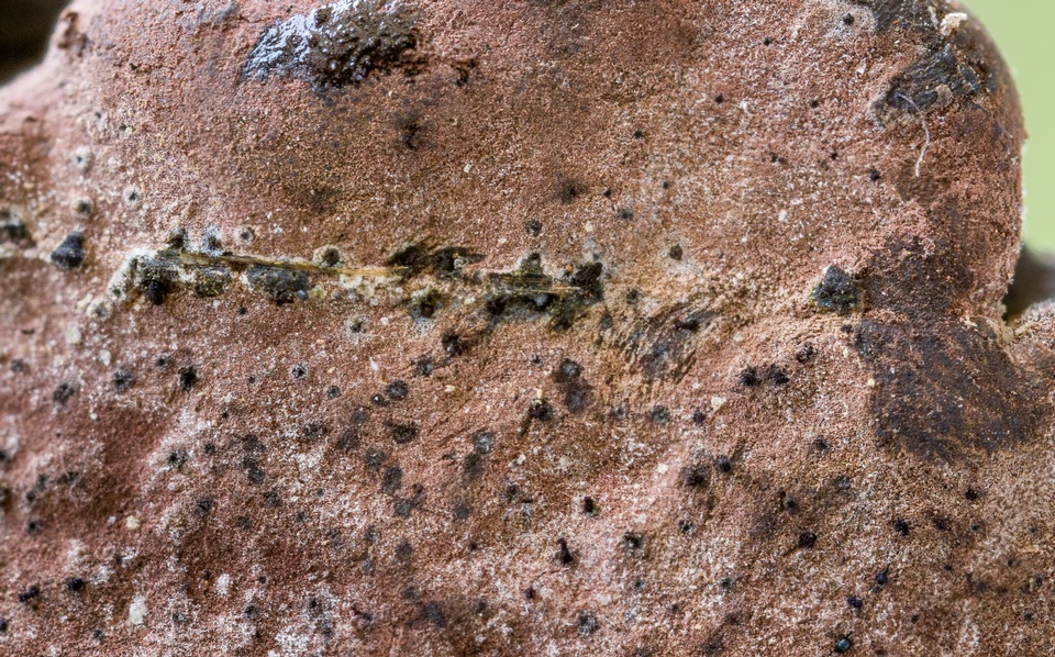 Pyrenopolyporus symphyon image