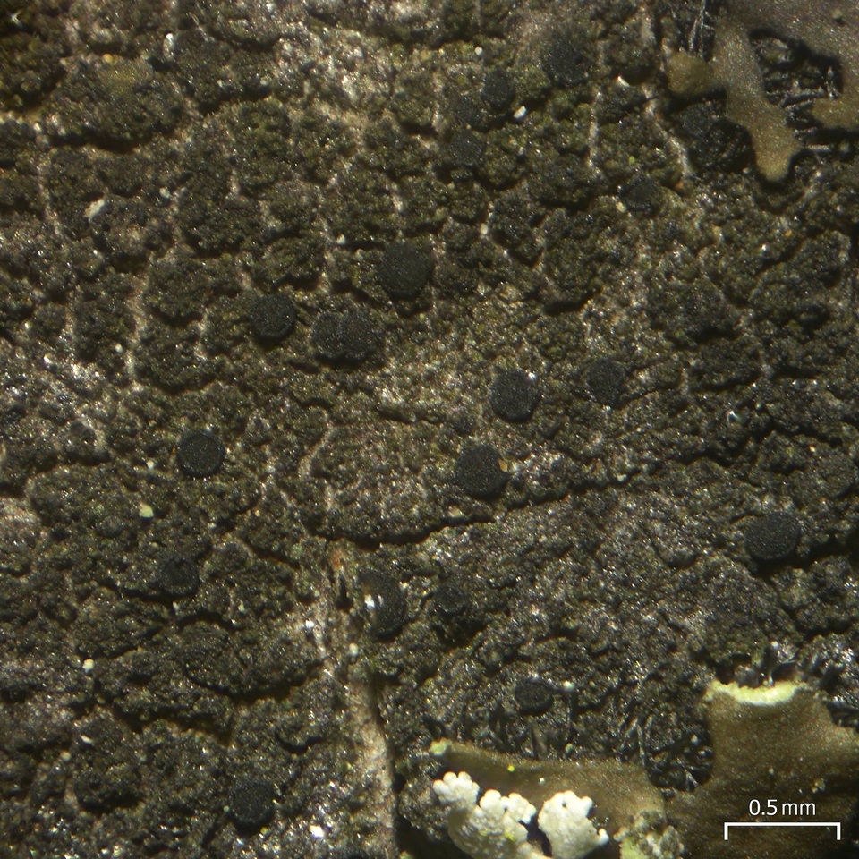 Catillaria nigroclavata image