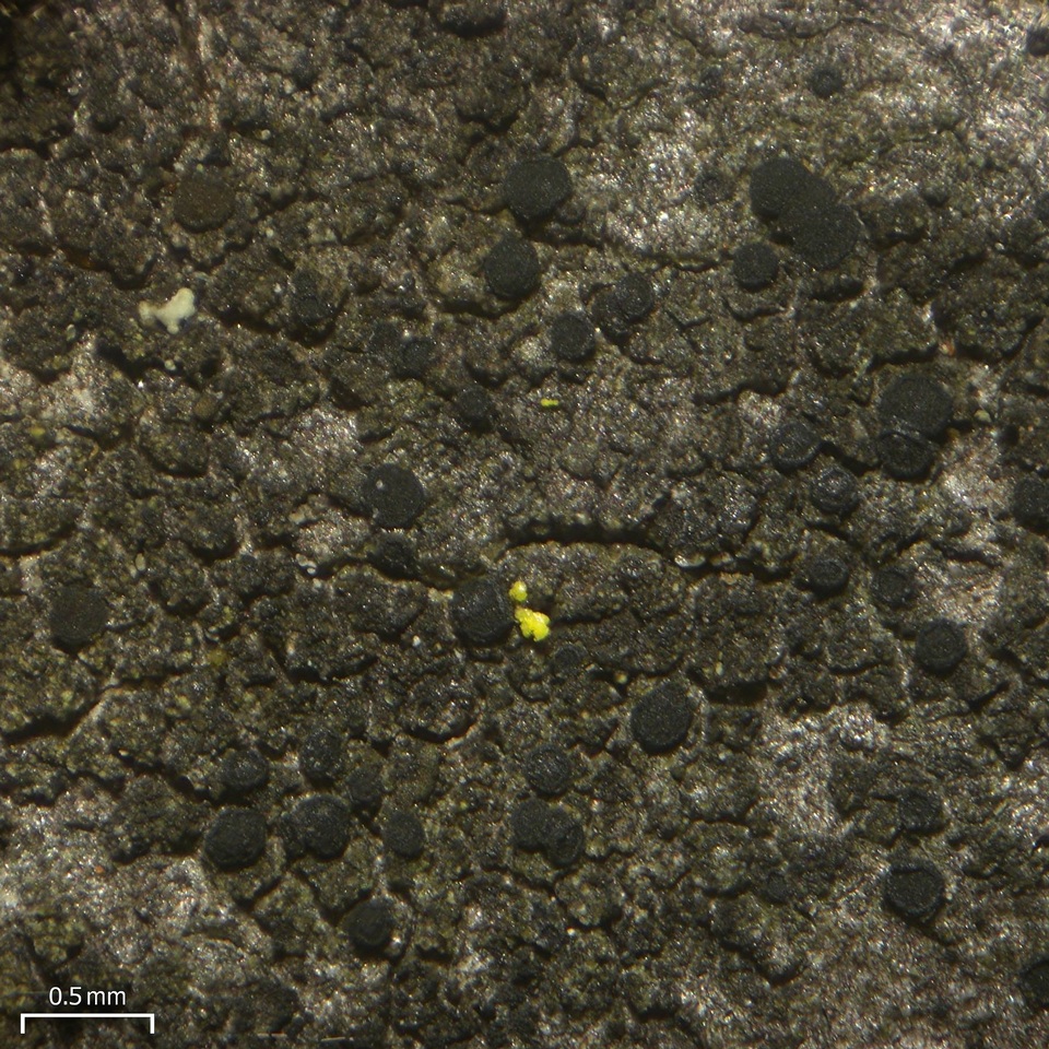 Catillaria nigroclavata image