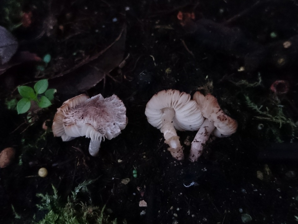 Leucoagaricus melanotrichus var. fuligineobrunneus image