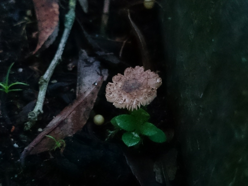 Leucoagaricus melanotrichus image