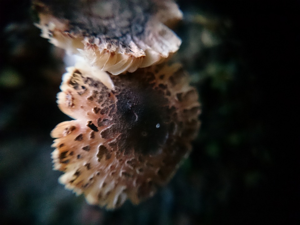 Leucoagaricus melanotrichus var. fuligineobrunneus image