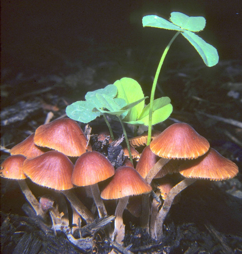Conocybe pubescens image