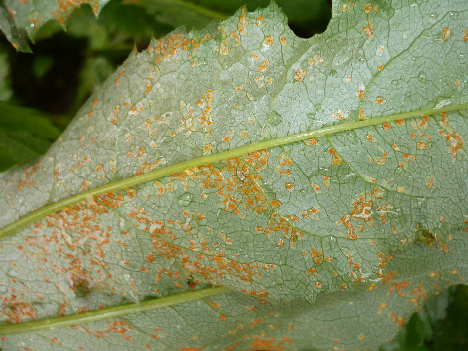 Puccinia glomerata image