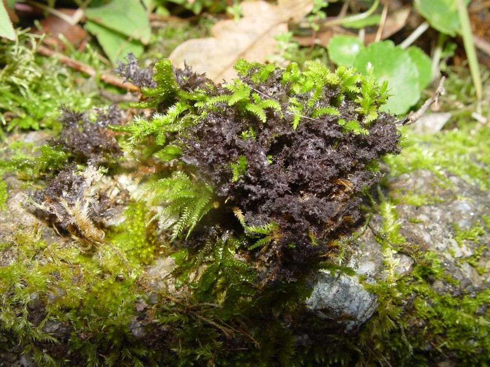 Leptogium lichenoides image