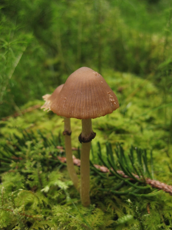 Psathyrella sphagnicola image