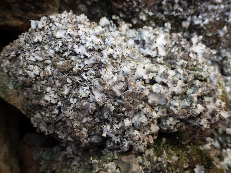 Hypotrachyna britannica image