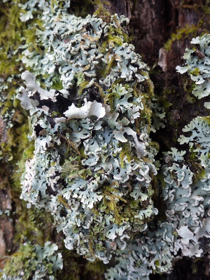 Polyblastidium japonicum image