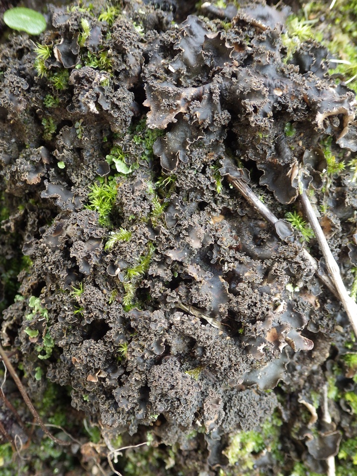 Nephroma tangeriense image