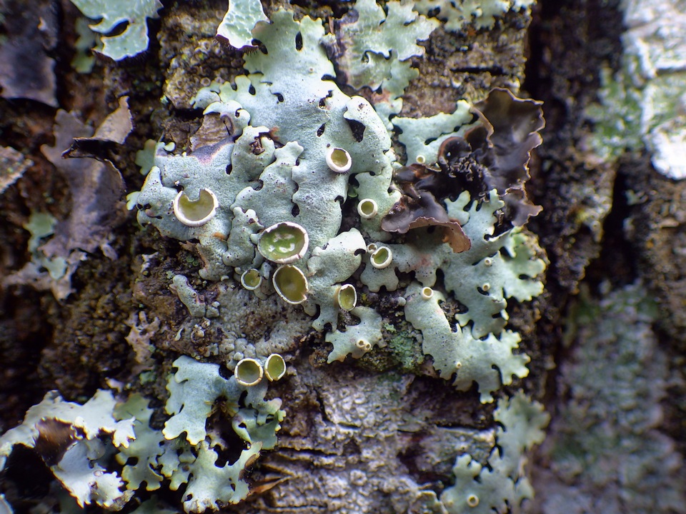 Parmelina carporrhizans image