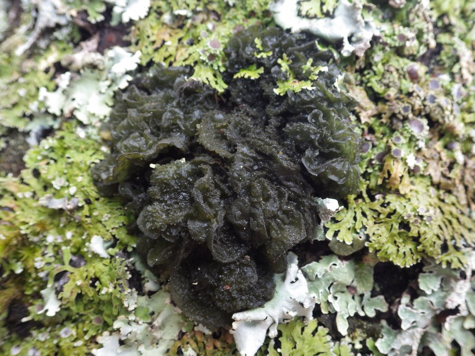 Leptogium brebissonii image