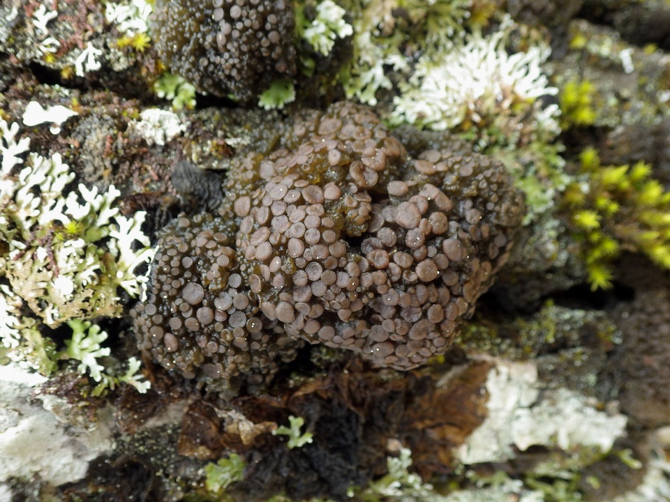 Collema fasciculare image