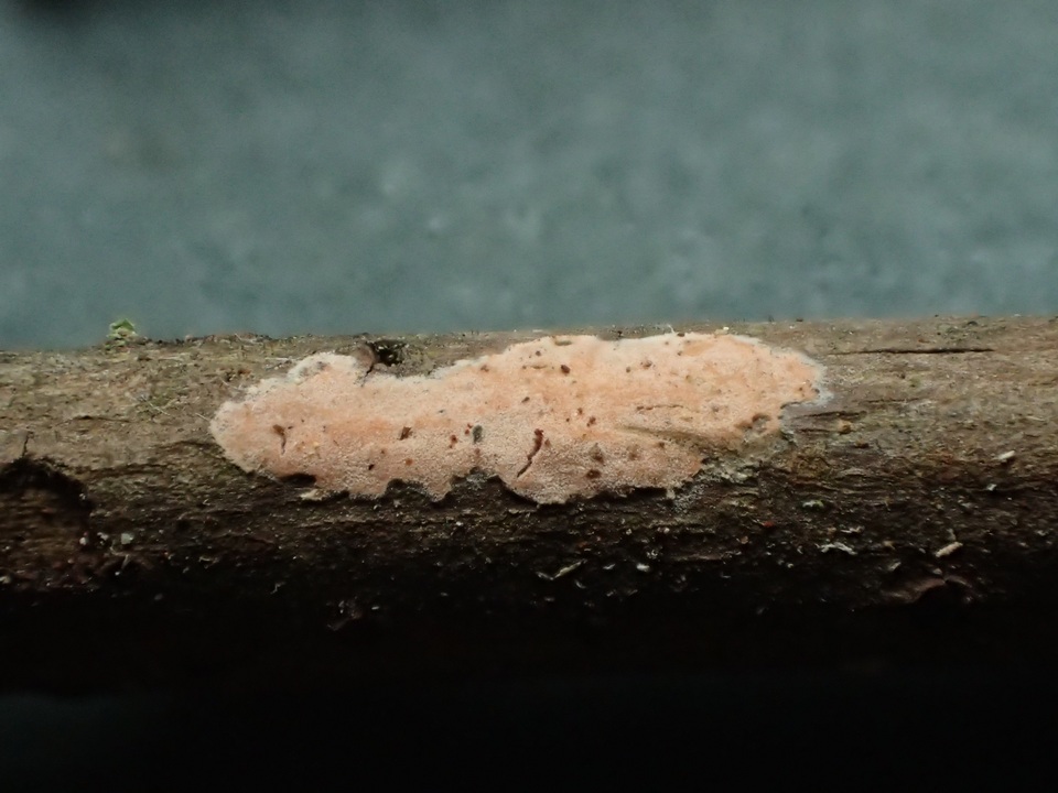 Aleurodiscus aurantius image