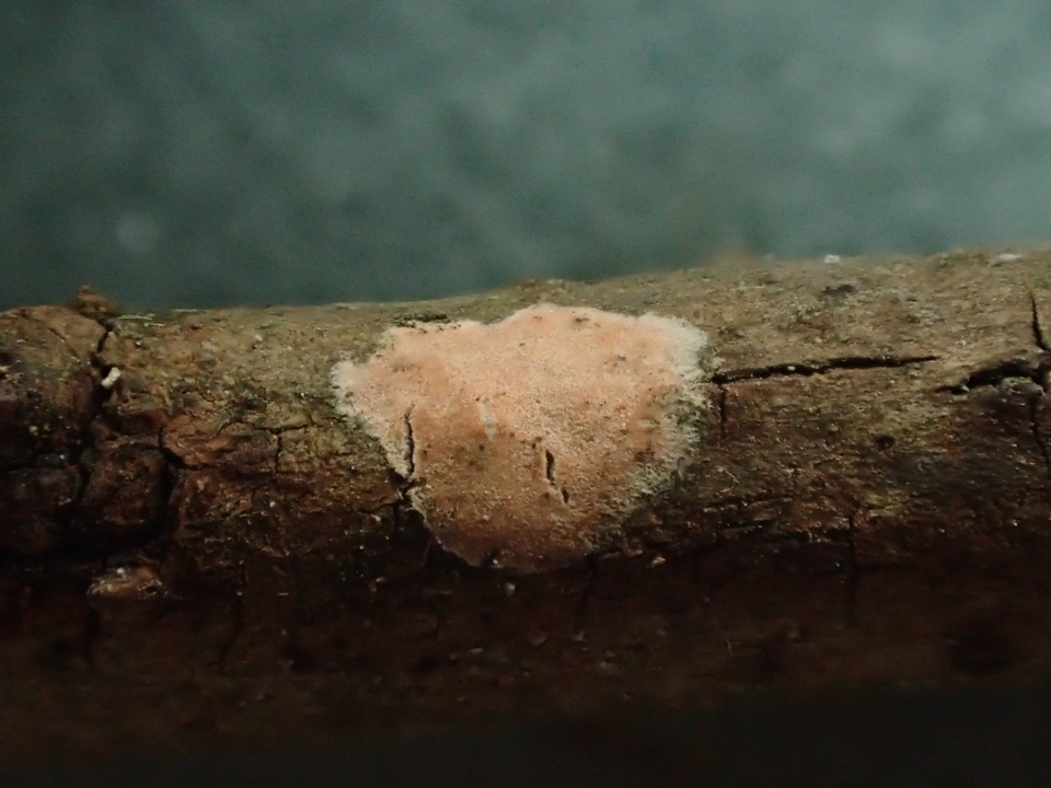 Aleurodiscus aurantius image