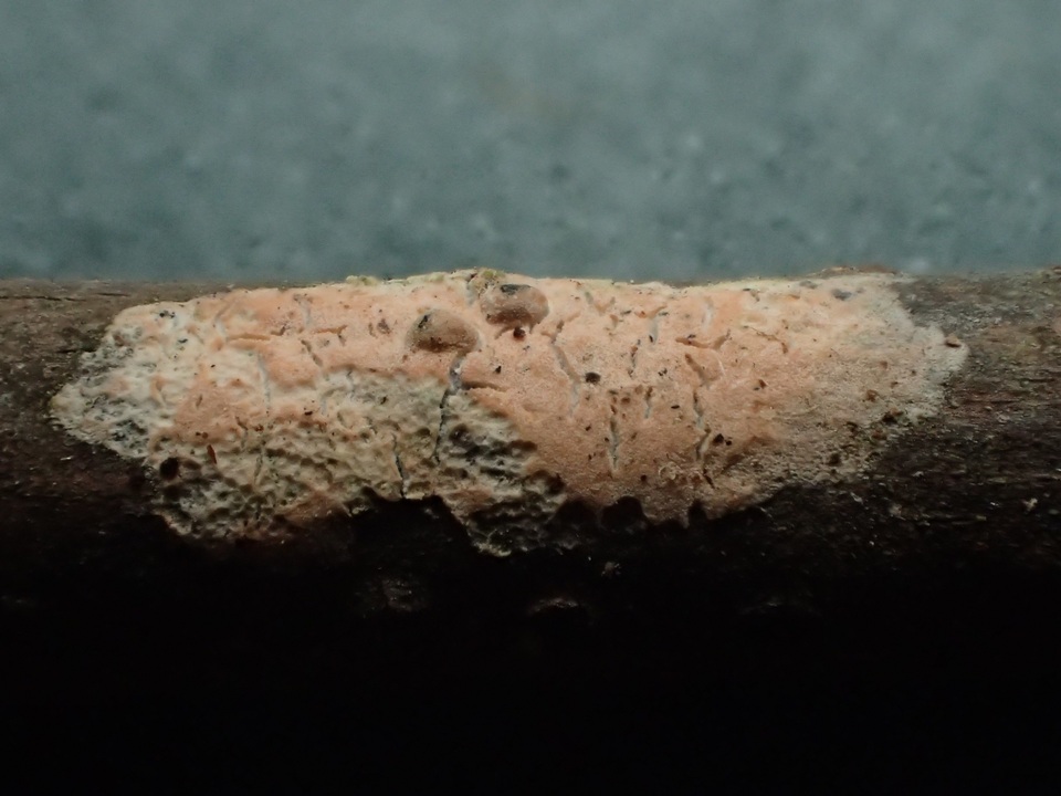 Aleurodiscus aurantius image