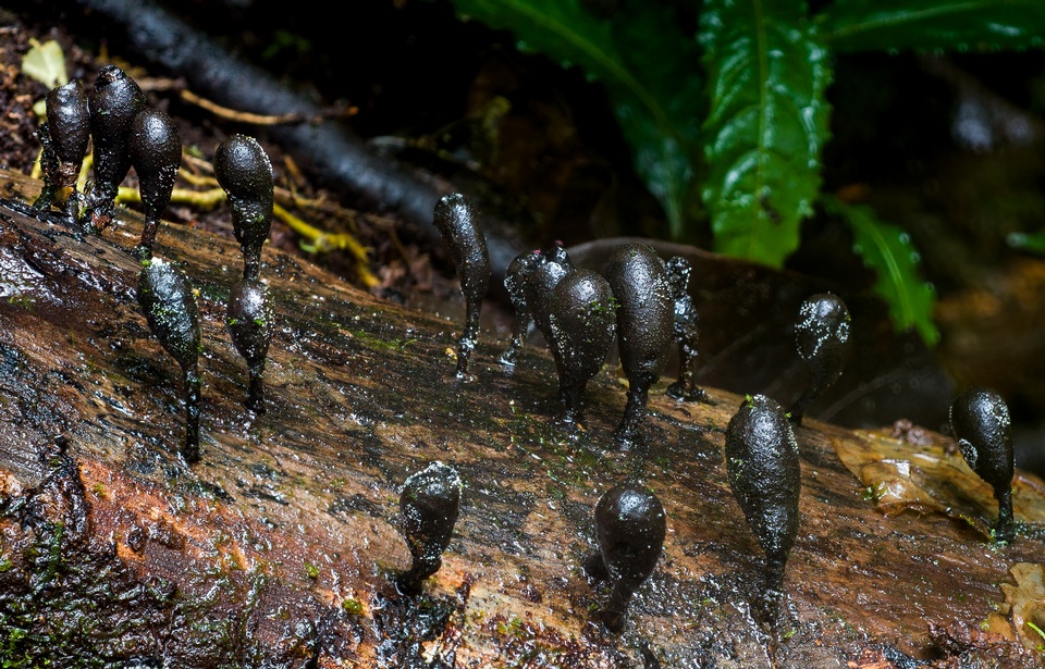 Xylaria schweinitzii image