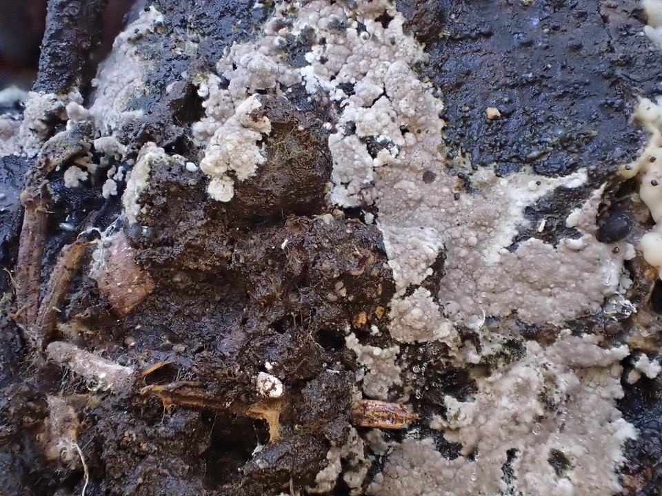 Tomentella galzinii image