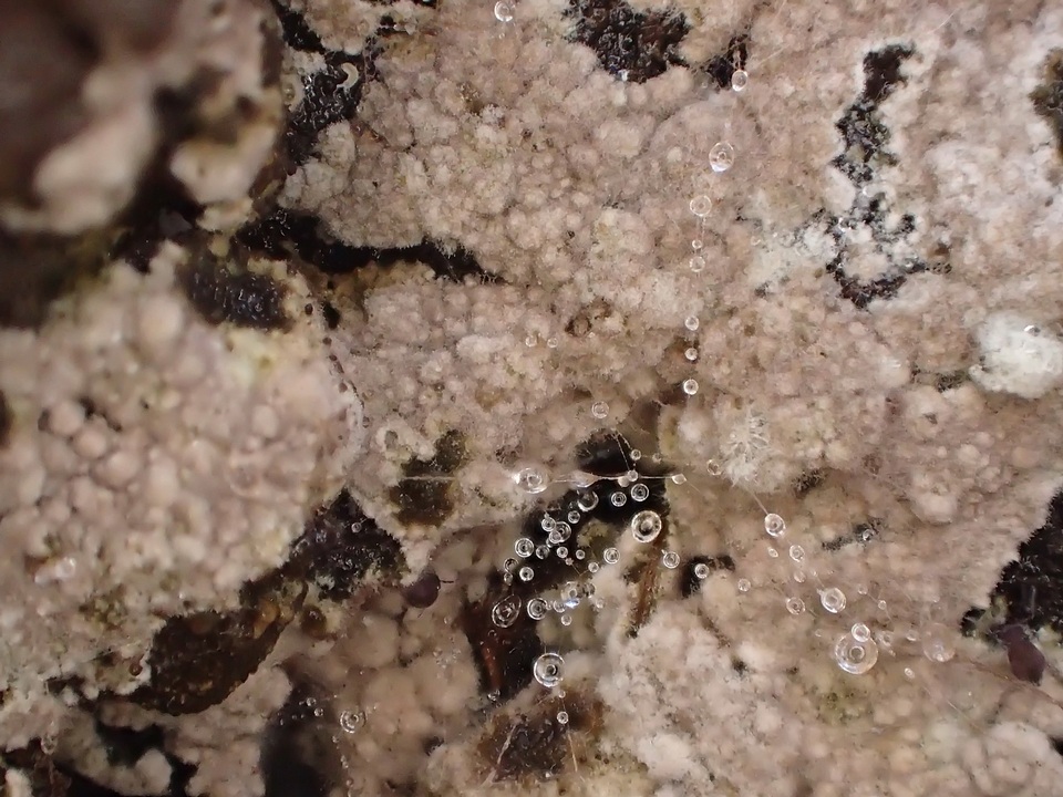 Tomentella galzinii image
