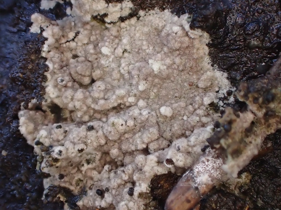 Tomentella galzinii image