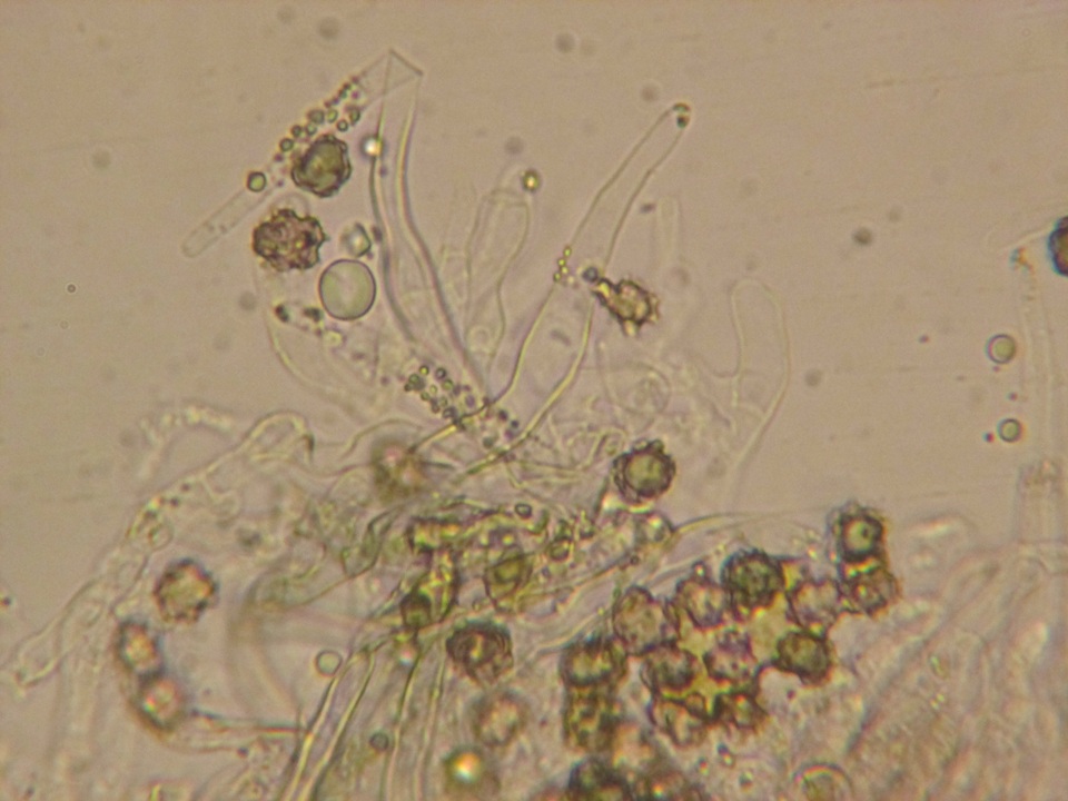 Tomentella galzinii image