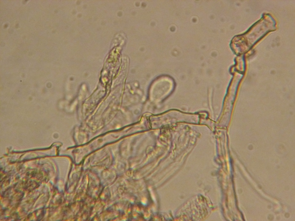 Thelephora wakefieldiae image