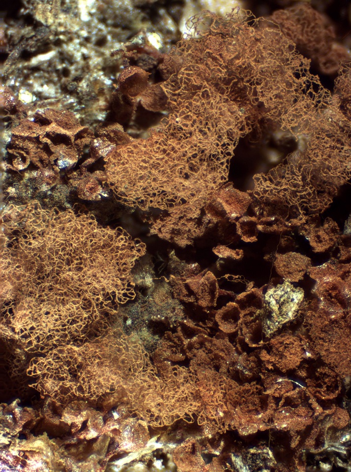 Arcyria oerstedii image
