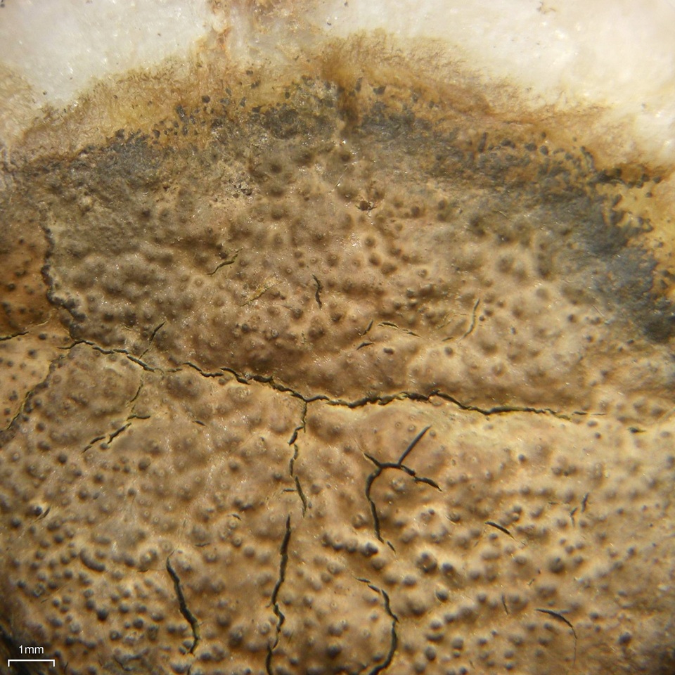 Verrucaria funckii image