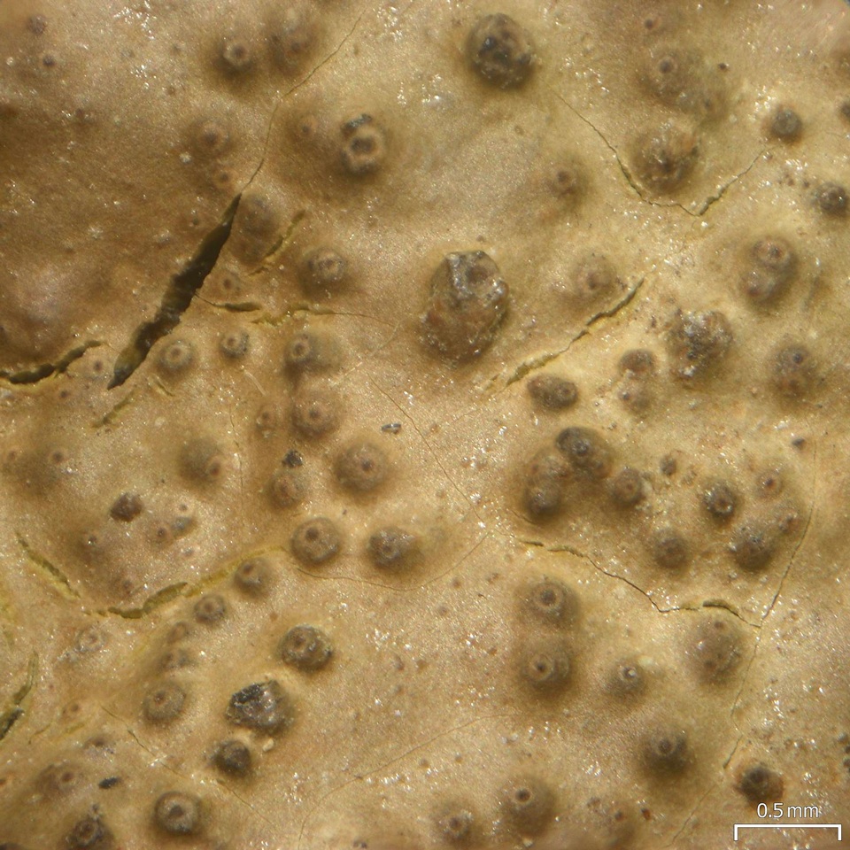 Verrucaria funckii image