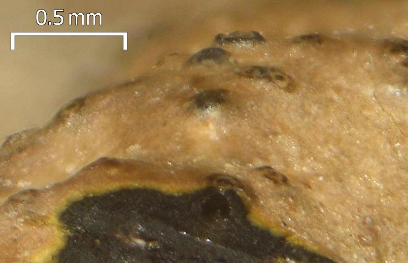 Verrucaria funckii image