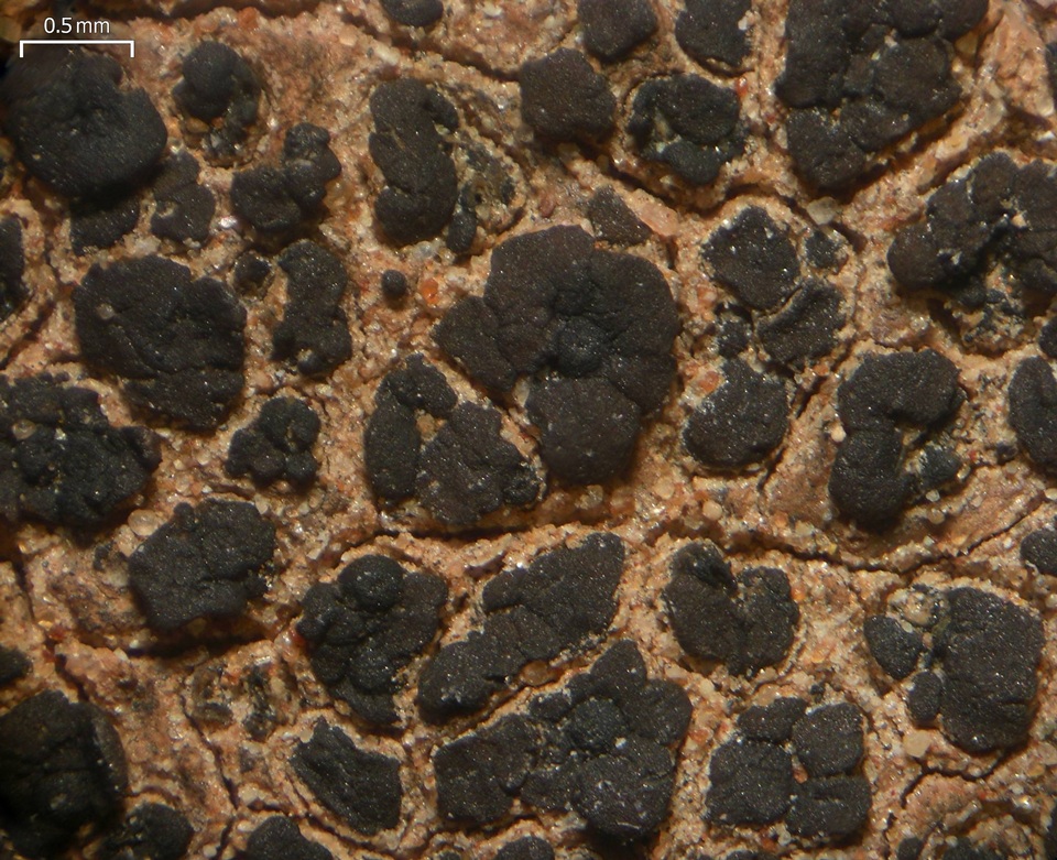 Verrucaria compacta image