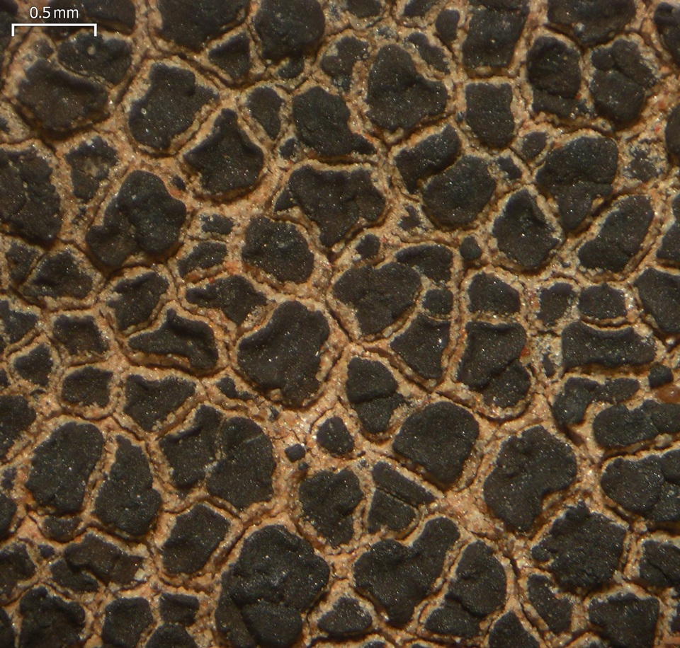 Verrucaria compacta image