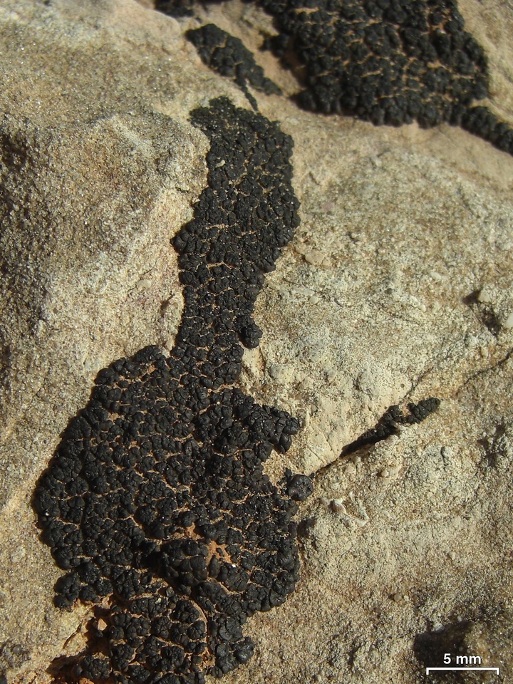 Verrucaria compacta image