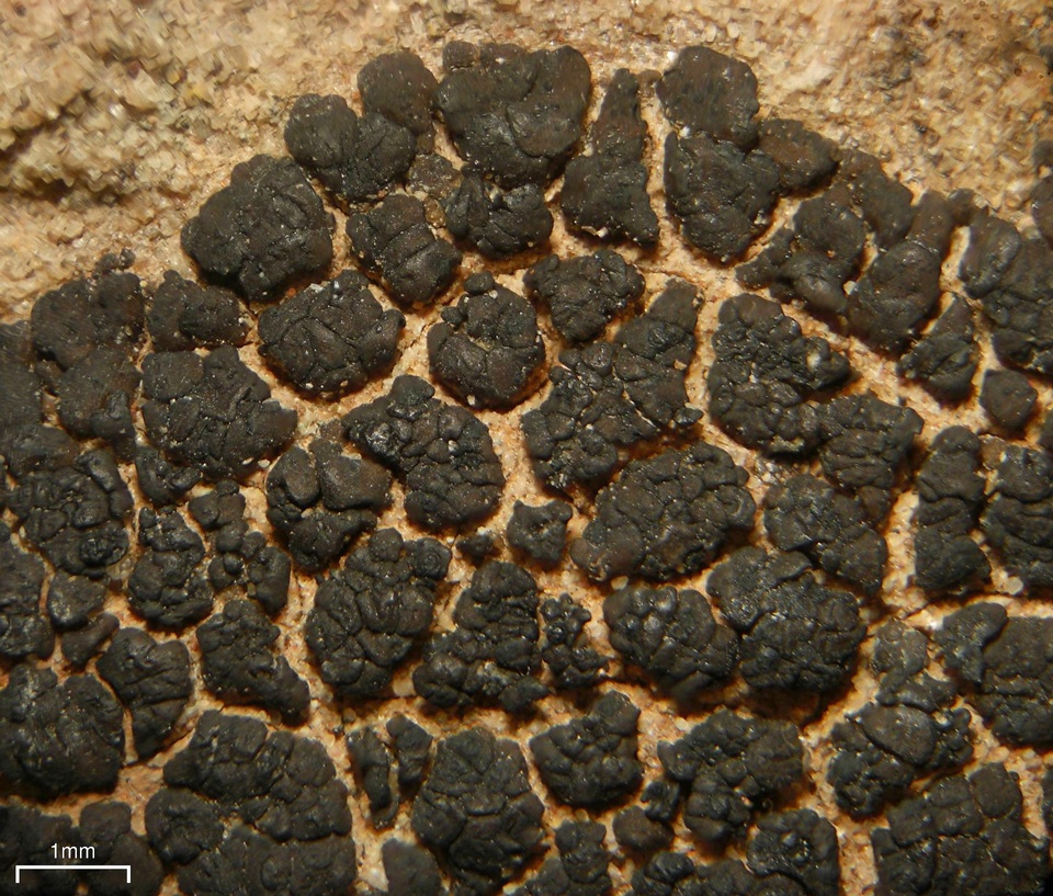 Verrucaria compacta image