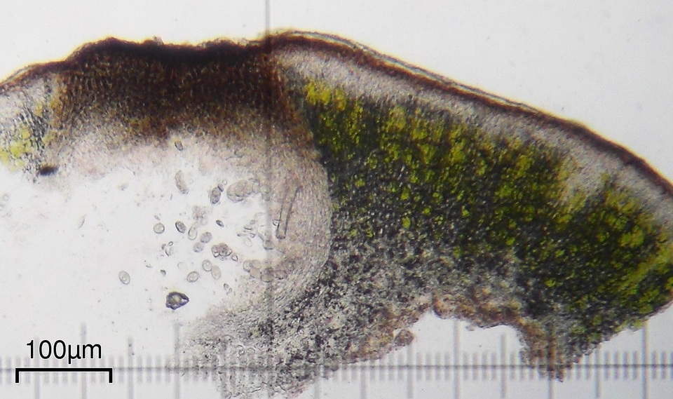 Verrucaria compacta image