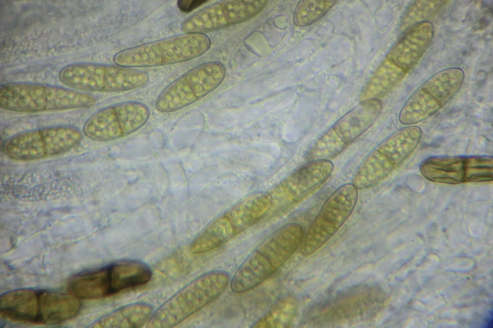 Amphisphaeria vibratilis image