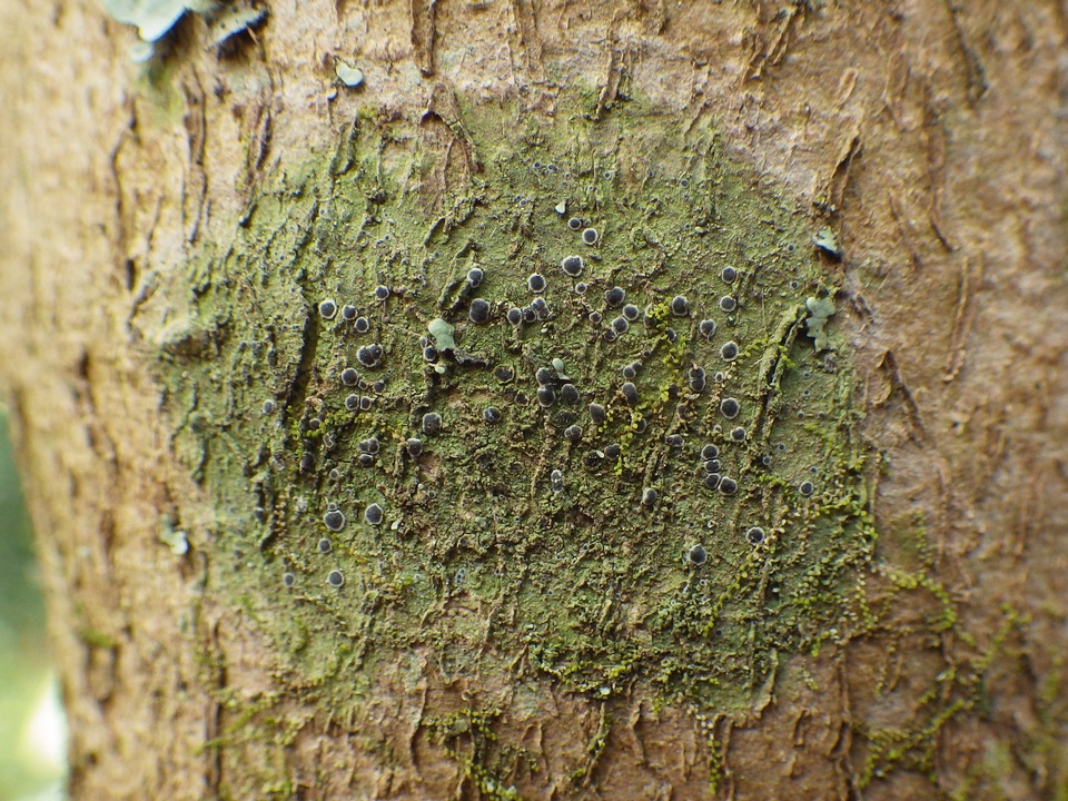 Byssoloma leucoblepharum image