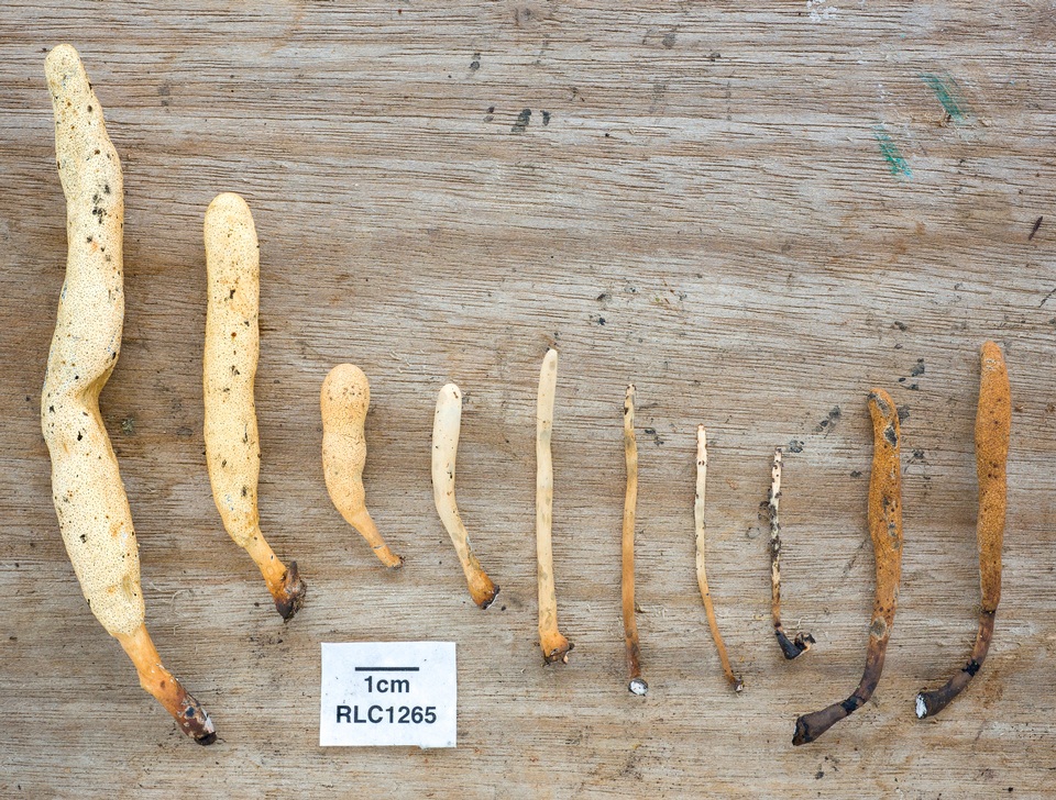 Xylaria enterogena image