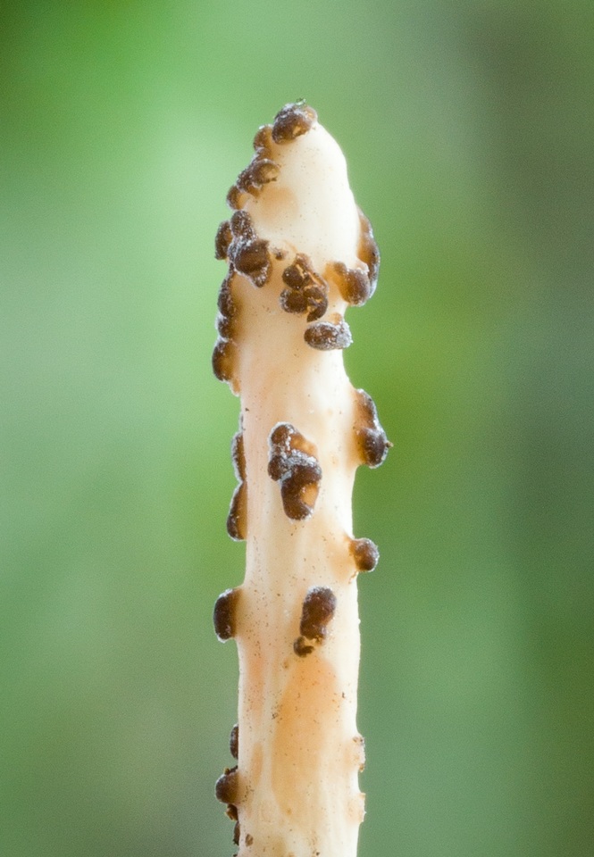 Xylaria enterogena image