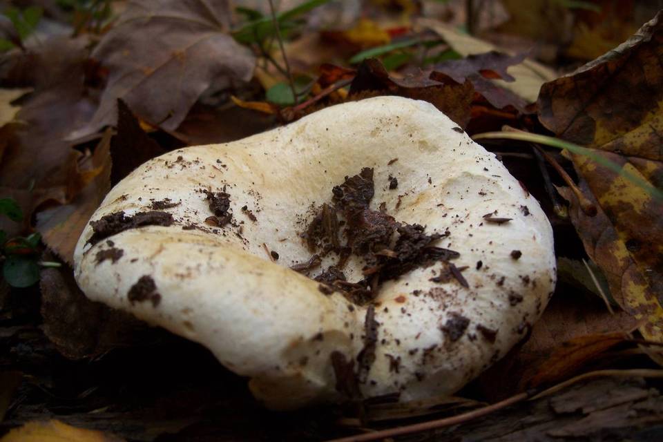 Russula angustispora image