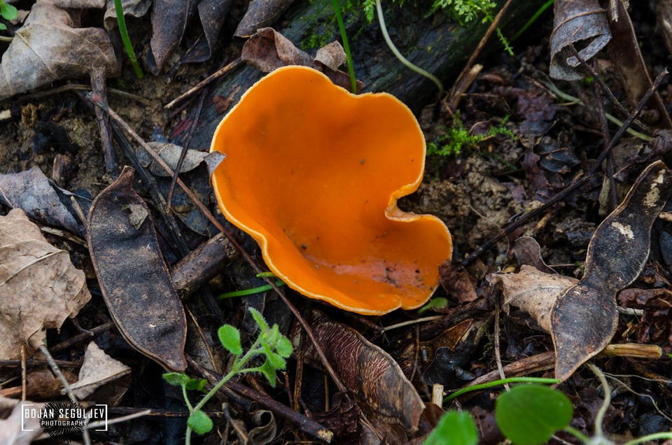 Sarcoscypha austriaca var. lutea image