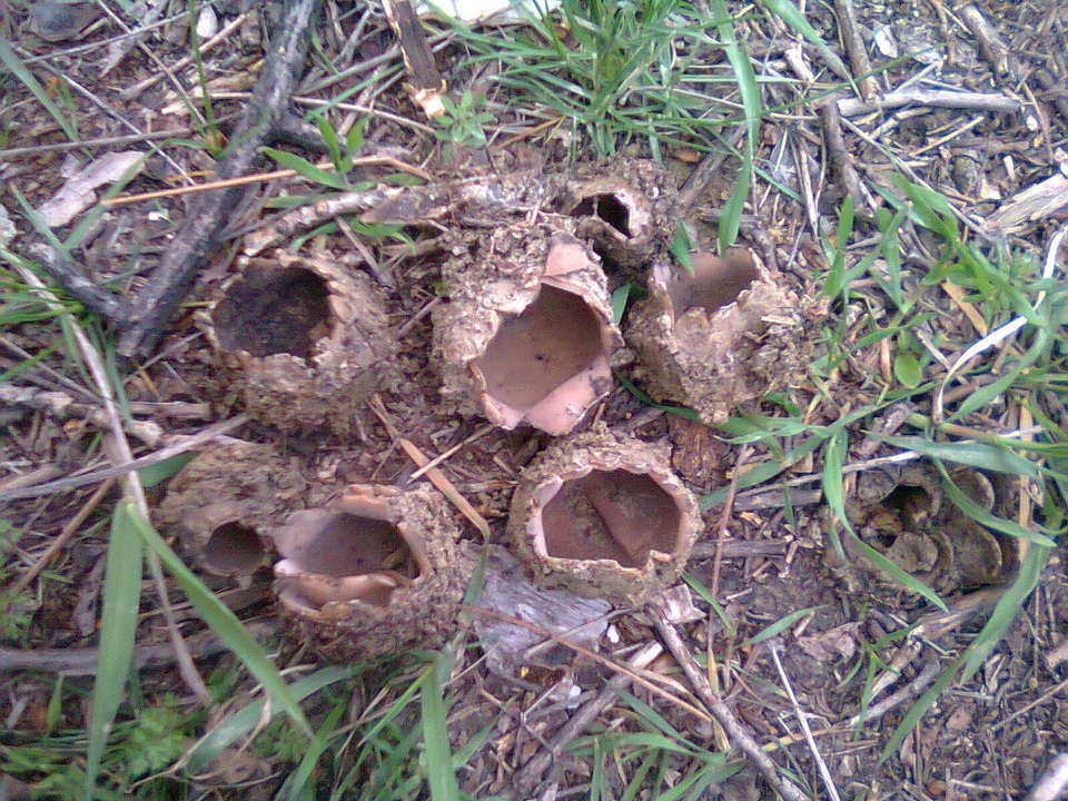 Geopora foliacea image
