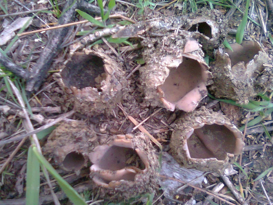 Geopora foliacea image