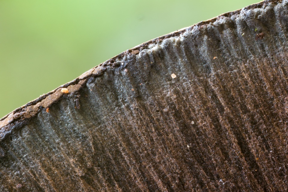 Pyrenopolyporus symphyon image