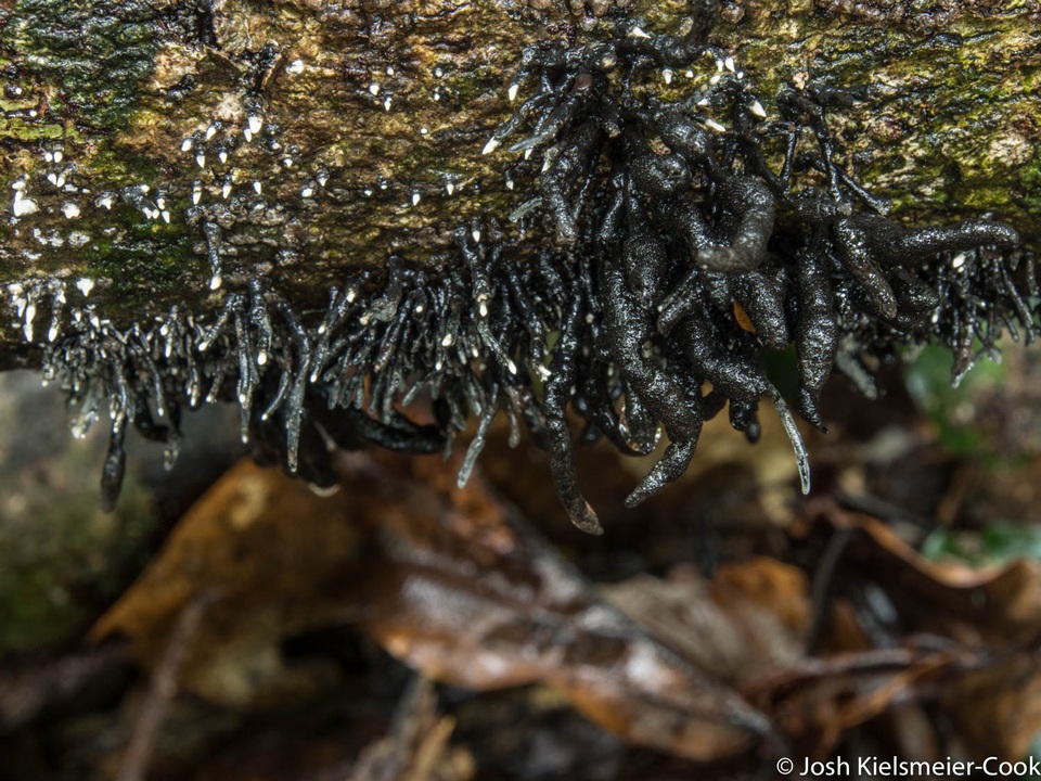 Xylaria berteroi image