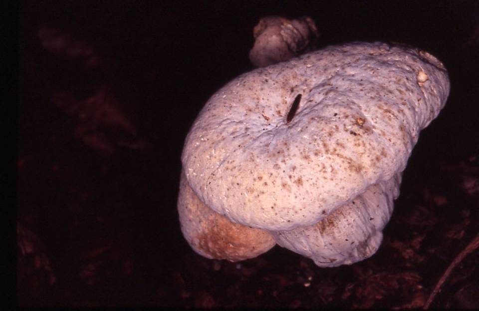 Hypomyces melanocarpus image
