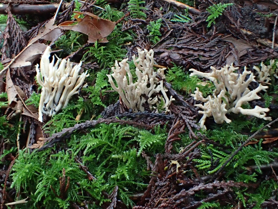 Clavulinopsis umbrinella image