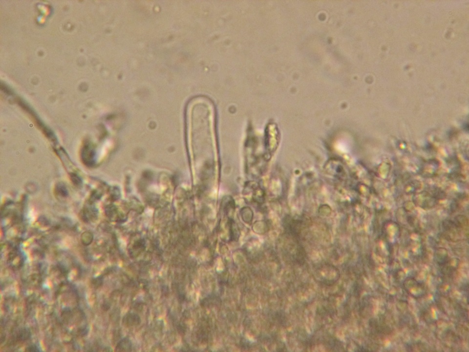 Hyphoderma roseocremeum image