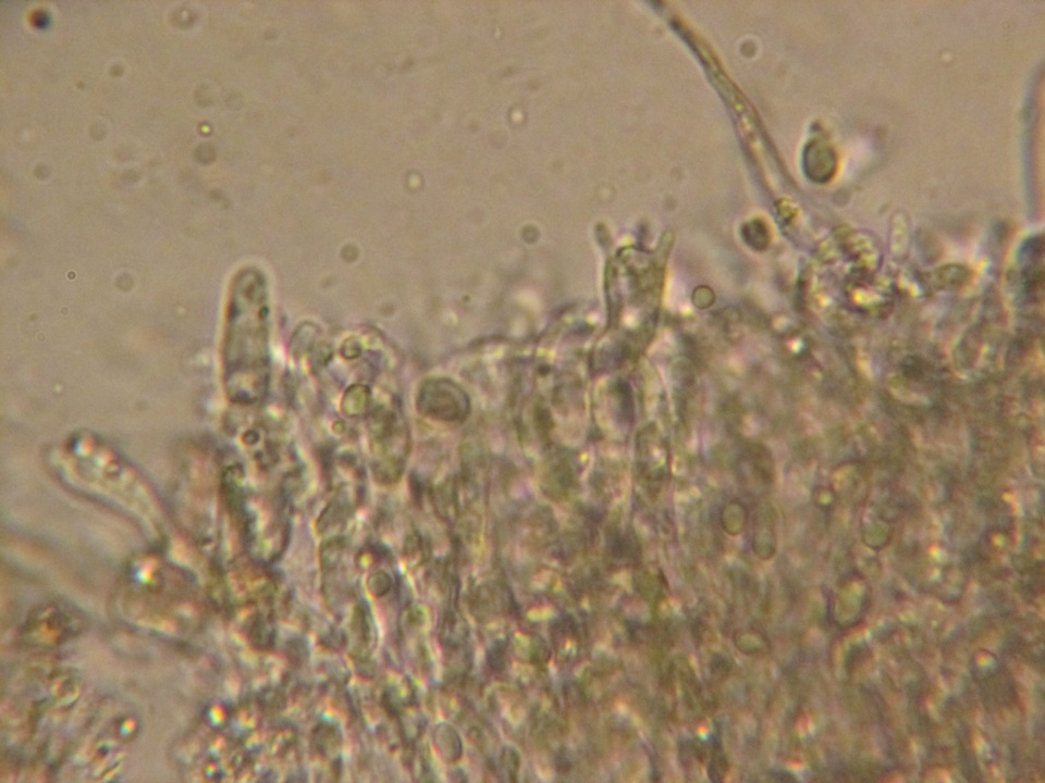Hyphoderma roseocremeum image