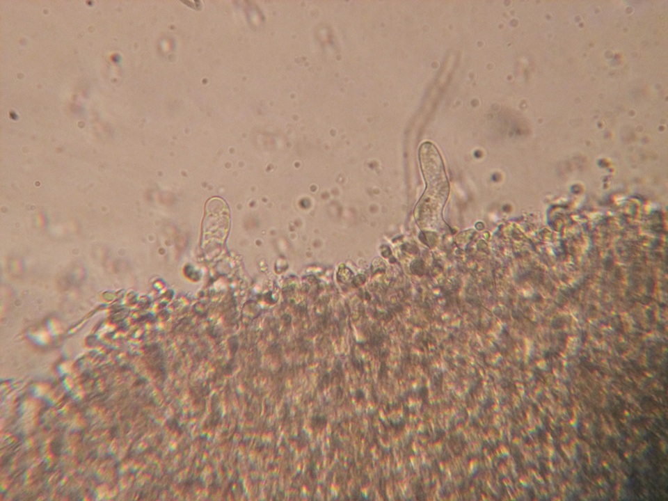 Hyphoderma roseocremeum image