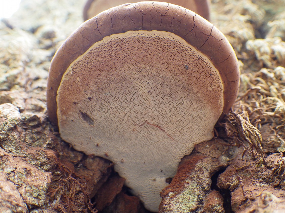 Ganoderma adspersum image